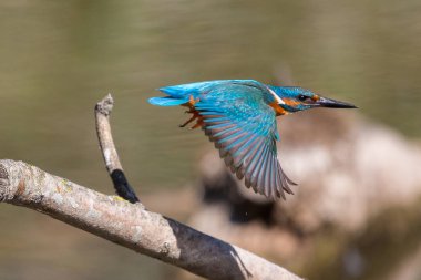 mavi ortak kingfisher (alcedo atthis) uçuş