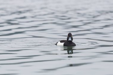 dalgalı su üzerinde yüzme bir erkek tufted ördek (aythya fuligula)