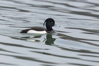 yakın çekim yan görünüm yüzme erkek tufted ördek (aythya fuligula)