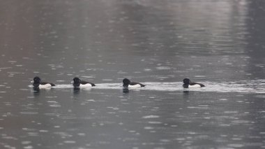 tufted ördekler (aythya fuligula) yağmur sırasında yüzme