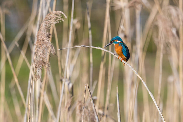 male kingfisher (alcedo atthis) sitting on reed stalk