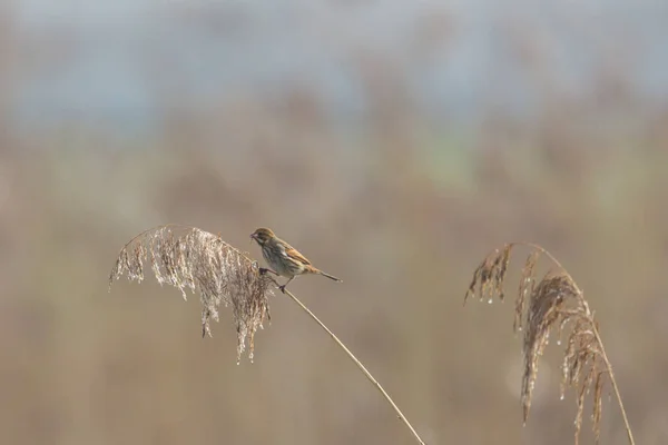 Самка тростниковой овсянки (emberiza schoeniclus) на стебле — стоковое фото