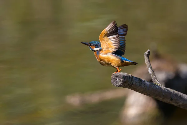 Обыкновенный зимородок (alcedo atthis) во время взлета с окуня — стоковое фото