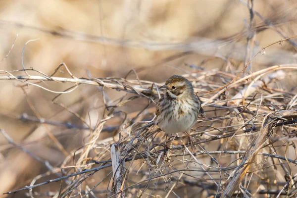 Front view female reed bunting (emberiza schoeniclus) — Stock Photo, Image