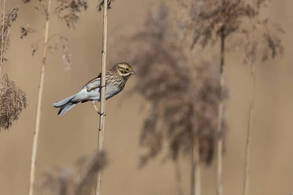 Самка тростниковой овсянки (emberiza schoeniclus) на тростниковом стебле — стоковое фото