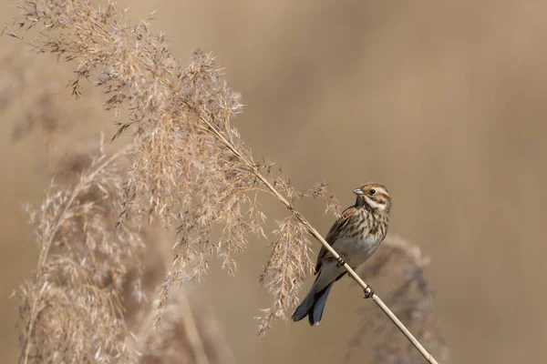 Kvinnlig vass Bunting (Emberiza schoeniclus) i vass — Stockfoto