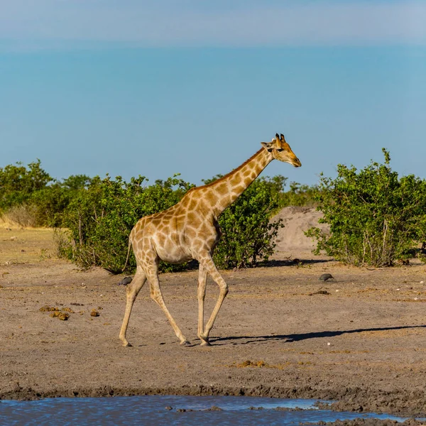 Een Giraffe wandelen in de savanne, water, groene struiken, blauwe hemel — Stockfoto