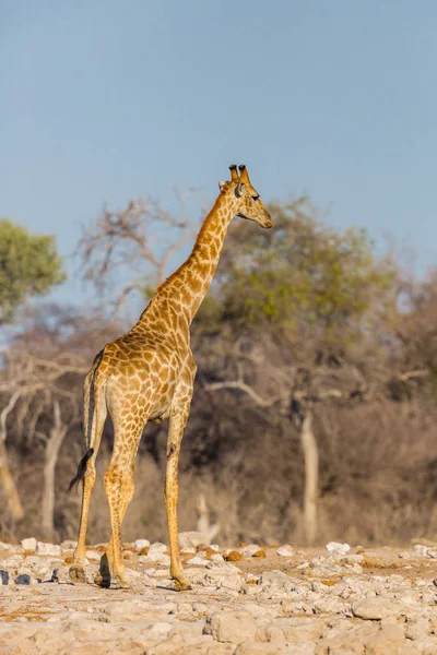 Een Giraffe staande in de savanne, blauwe hemel, bomen — Stockfoto