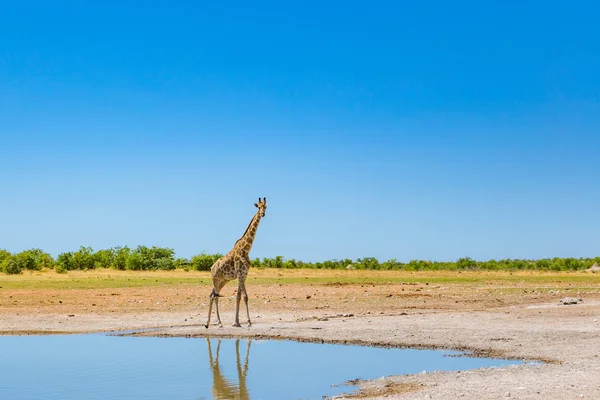 Eine Giraffe steht auf dem Wasser in der Savanne, blauer Himmel — Stockfoto