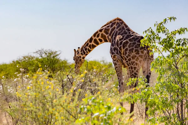 Enkele Giraffe eten witte bloei van savanne Bush — Stockfoto