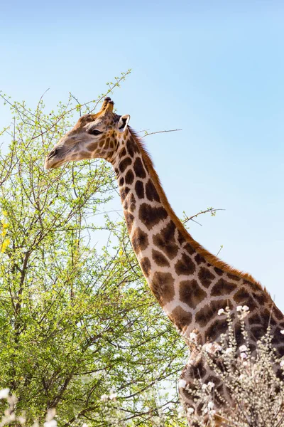 Primo piano giraffa testa e collo, albero, cielo blu — Foto Stock