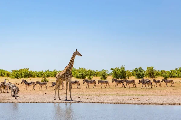 Una giraffa e un gruppo di zebre in piedi in acqua in savana — Foto Stock