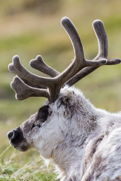 side view close-up Svalbard reindeer (rangifer tarandus platyrhy