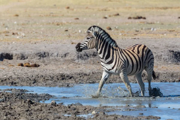 Egy vadon élő zebra áll sárban a vízben Savannában — Stock Fotó