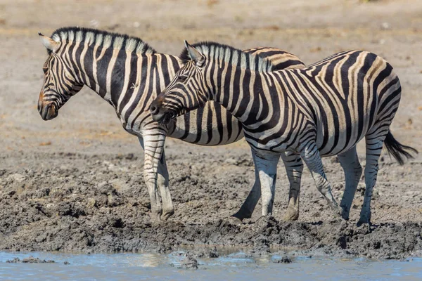 Két zebra áll sárban a víznyelőnél. — Stock Fotó