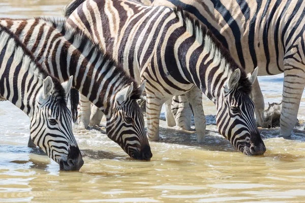 Zebrák csoportja sorban ivás a víznyelőben — Stock Fotó
