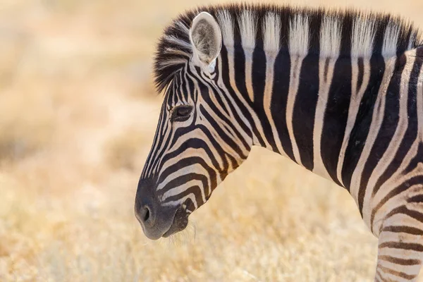 Side view portré állatvilág zebra természetes szavanna füves — Stock Fotó