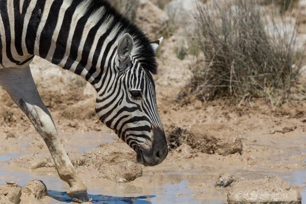 Egy vadon élő zebra ivott a víznyelőben a száraz szavannában — Stock Fotó