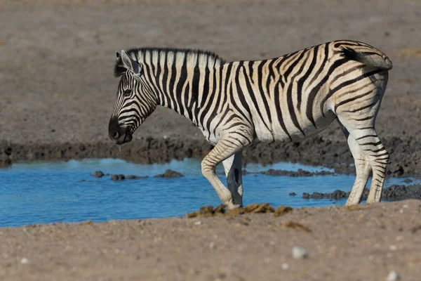 Egy vadon élő zebra áll sárban a száraz szavanna víznyelőjénél. — Stock Fotó