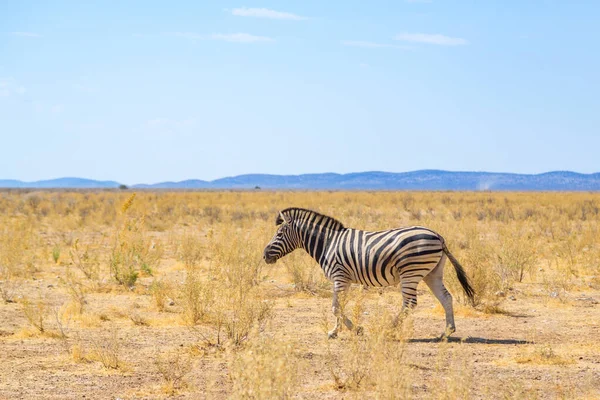 Egy zebra sétál a természetes füves szavanna, kék ég — Stock Fotó