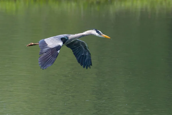 Garza gris (ardea cinerea) volando sobre el agua verde con propagación w — Foto de Stock