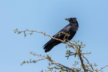 siyah leş kargası (corvus corone) dal üzerinde duruyor