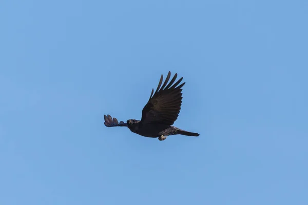 Geïsoleerde zwarte kraai (corvus corone) tijdens de vlucht in de blauwe lucht — Stockfoto