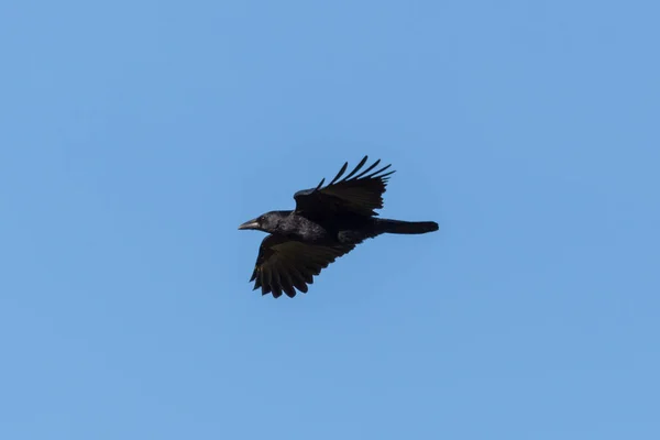 Schwarze Krähe (corvus corone) im Flug bei blauem Himmel mit Ausbreitungssieg — Stockfoto