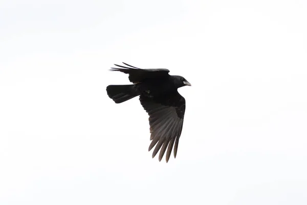 Sziluett izolált fekete holló (corvus corone) repülés közben — Stock Fotó