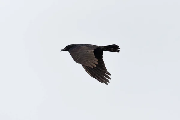 Fliegender schwarzer Rabe (corvus corone) mit ausgebreiteten Flügeln — Stockfoto