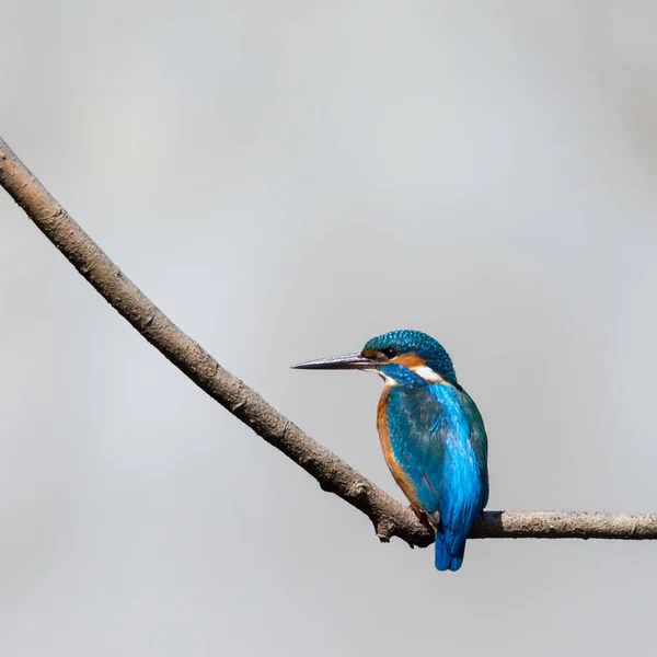 Isolado masculino kingfisher (alcedo atthis) sentado no ramo — Fotografia de Stock