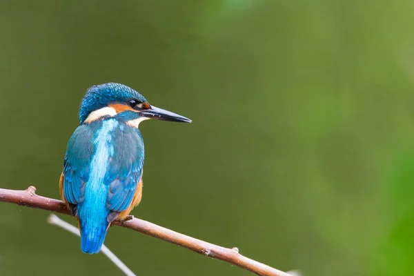 Портрет зимородок птицы (alcedo atthis), стоящей на ветке — стоковое фото