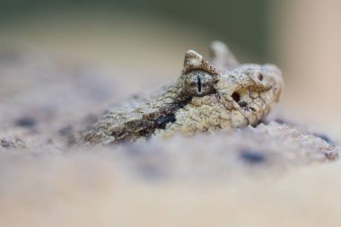 Çıngıraklı yılanın (crotalus cerastes) kumdaki makrosu