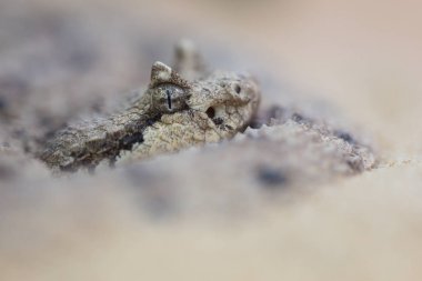 Sidewinder çıngıraklı yılanının (crotalus cerastes) kuma yakın çekimi