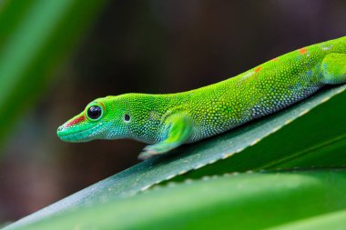 Yaprak üzerinde yeşil Madagaskar devi geko (phelsuma grandis)