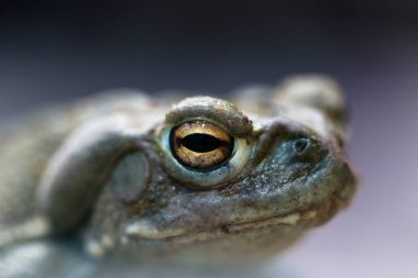 macro of Colorado river toad (bufo alvarius) clipart