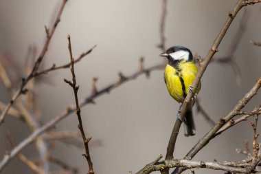 Büyük memeli kuş (parus major) ağaç dalında duruyor