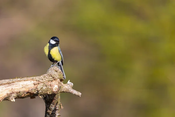 Büyük memeli kuş (parus major) ağaç dalında oturuyor — Stok fotoğraf