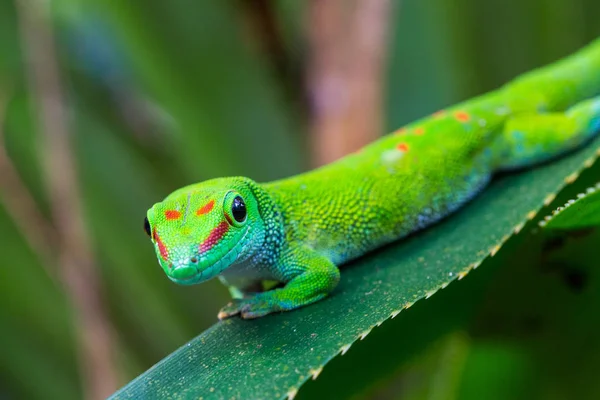 Close-up Madagascar giant day gecko (phelsuma grandis) on green — Stock Photo, Image