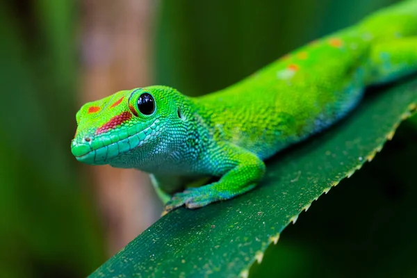 Close-up vista lateral Madagáscar gigante dia gecko (phelsuma grandis ) — Fotografia de Stock