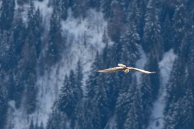 Sakallı akbaba (gypaetus barbatus) kışın ormanda uçar