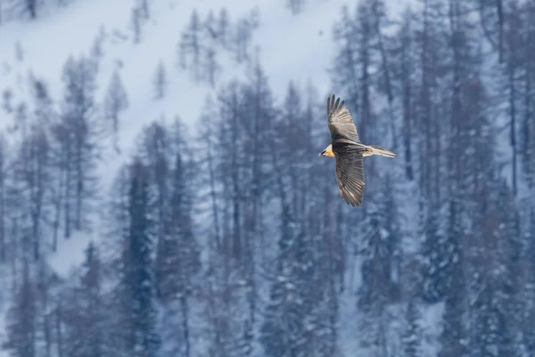 Létající vousatý sup (gypaetus barbatus) se zimním lesem — Stock fotografie