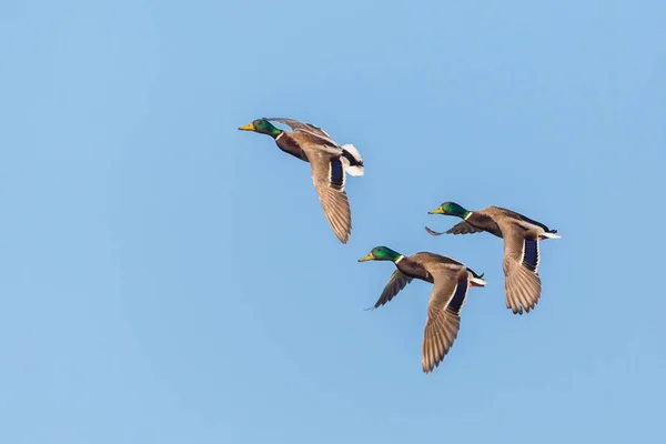 Trois canards colverts mâles (anas platyrhynchos) en vol en bleu — Photo