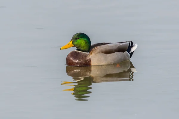 Close-up πολύχρωμο αρσενικό mallard πάπια (anas platyrhynchos) κολύμπι — Φωτογραφία Αρχείου