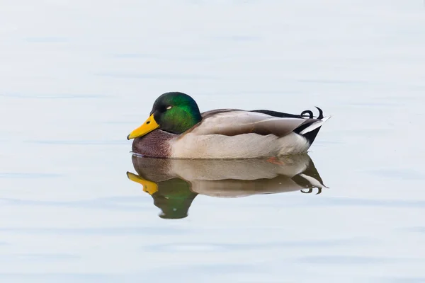 Eine Stockente (anas platyrhynchos), die auf Wasser schläft — Stockfoto