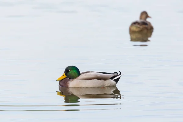 Самцы кряквы (anas platyrhynchos) спят на воде — стоковое фото