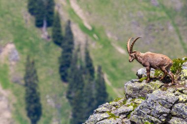 Erkek dağ keçisi oğlak kırmızı kayalarda duruyor.