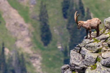 Erkek dağ keçisi oğlak uçurumun kenarında duruyor.
