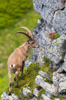 Erkek alp kepekli dağ keçisi papağanı dik otların arasında duruyor.