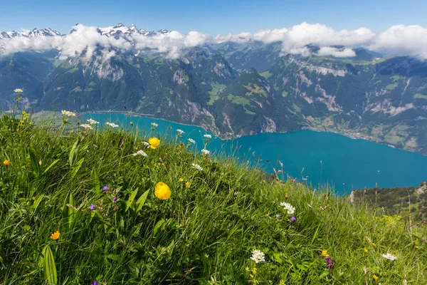 Kvetoucí květiny nad jezerem Uri s horami a modrou oblohou — Stock fotografie
